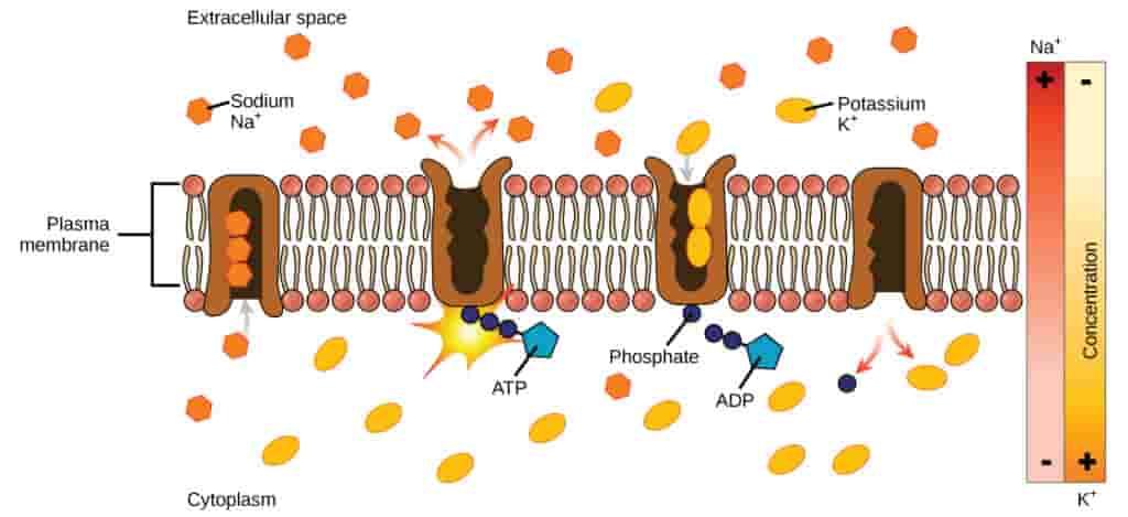 transport of material across plasma membrane