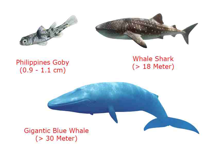Chordate Diversity in Size and Shape
