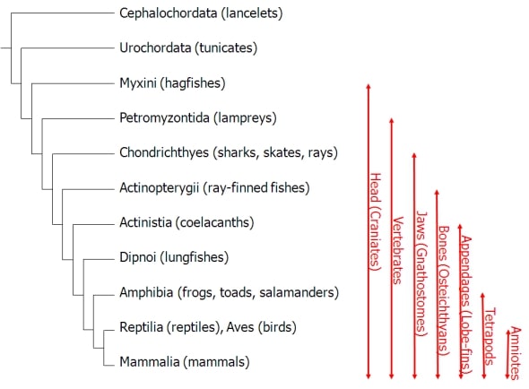 Classification of Phylum Chordata 