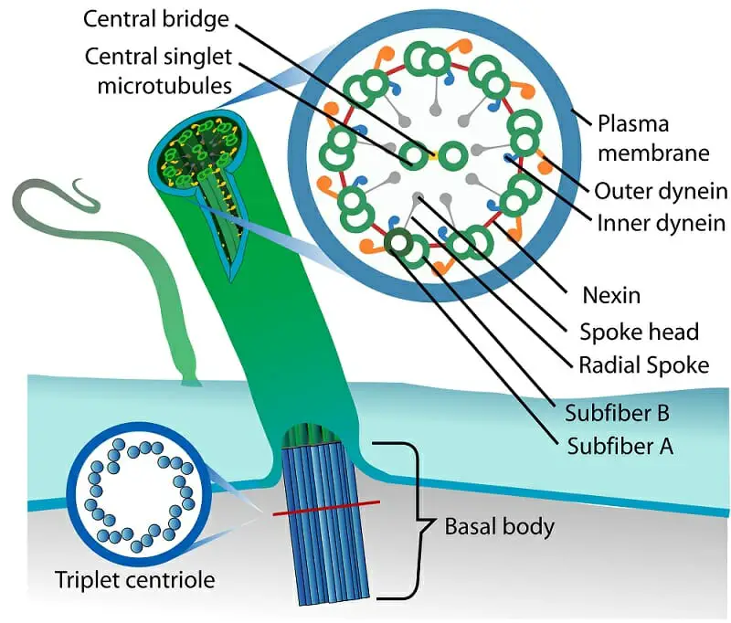 Structure and Functions of Cilia