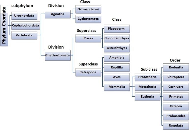 Classification of Phylum Chordata ( 3 Important Diagram)