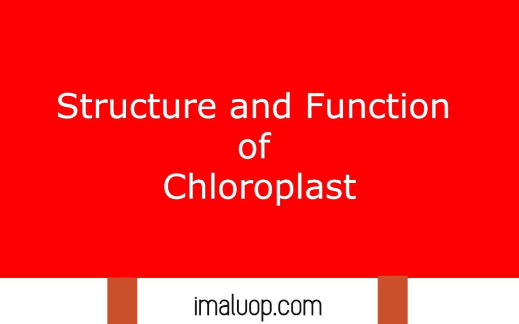 Structure and Function of Chloroplast