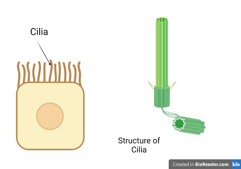 Structure and Functions of Cilia