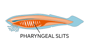 pharyngeal gill slits