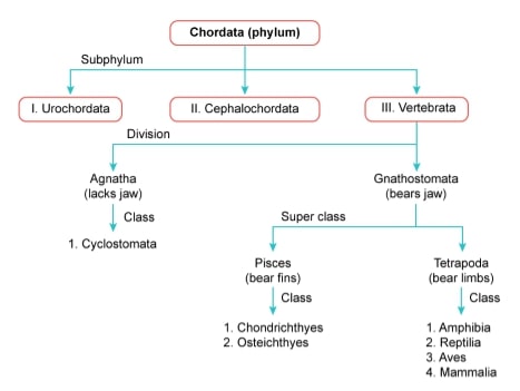 Classification of Phylum Chordata 