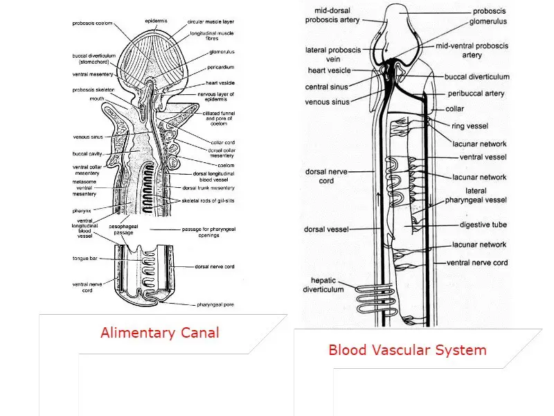 Balanoglossus_ Digestive, Respiratory, Nervous System