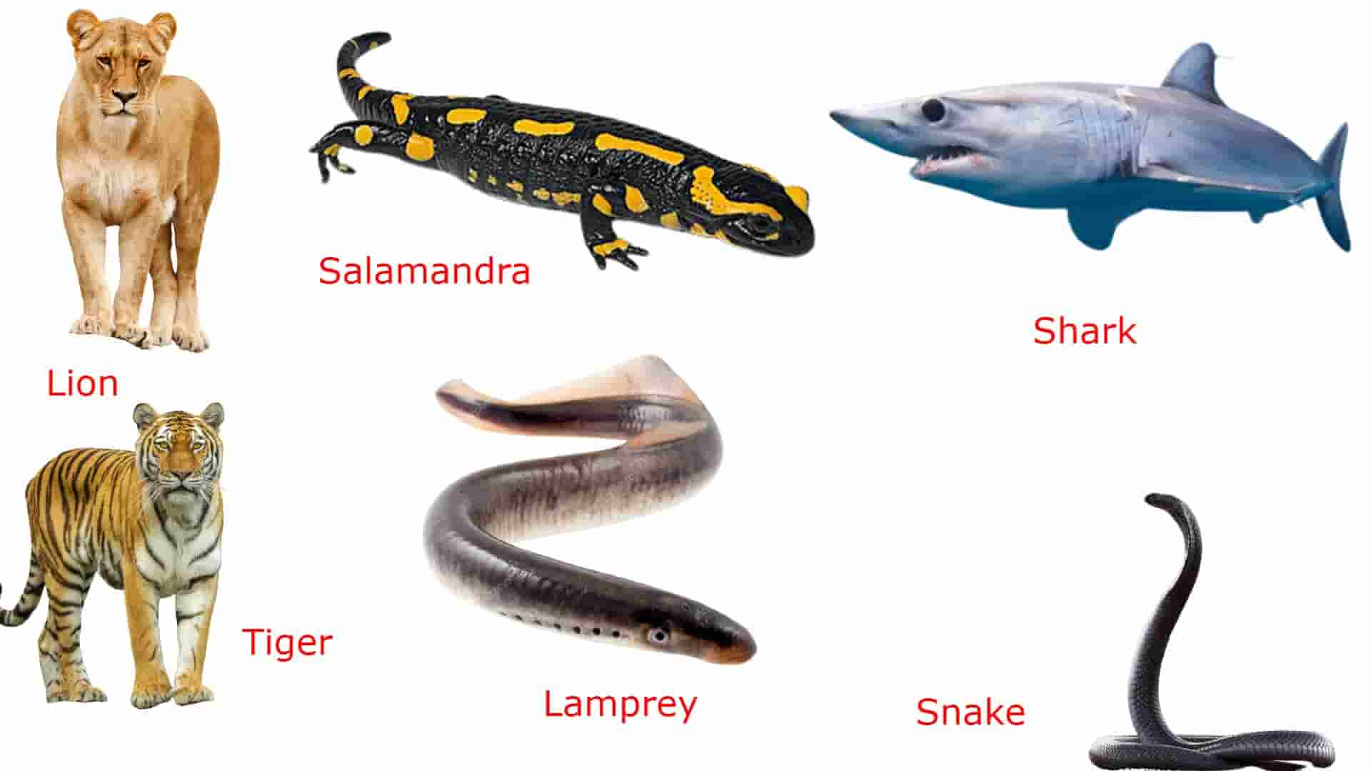 Phylum Chordata Animals