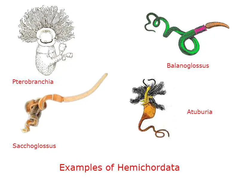 Examples of Hemichordata