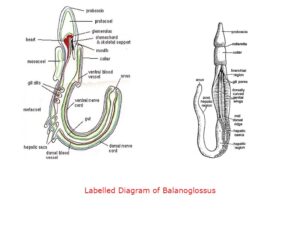 External Morphology of Balanoglossus ( 3 Important Diagram) - IMALUOP