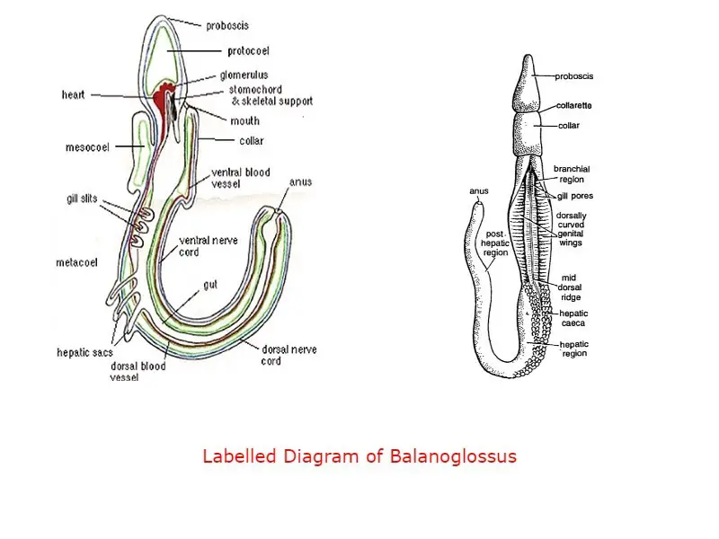 External Morphology of Balanoglossus labelled Diagram