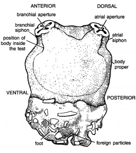 External Morphology of Herdmania