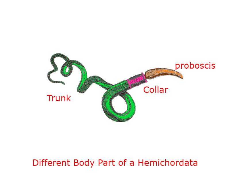 Hemichordata Body Parts