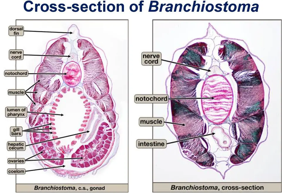 Body Transverse Section of Branchiostoma