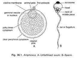 Gametes of Branchiostoma