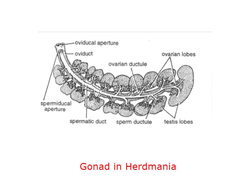 Gonad in Herdmania