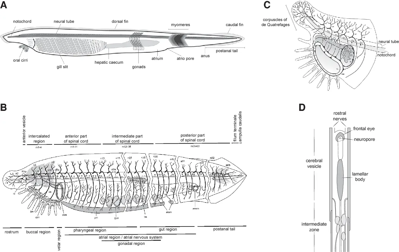 Nervous System of Branchiostoma (Amphioxus)