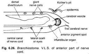 Nervous System of Branchiostoma