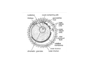 Reproductive System and Reproduction in Herdmania (3 Important Diagram)