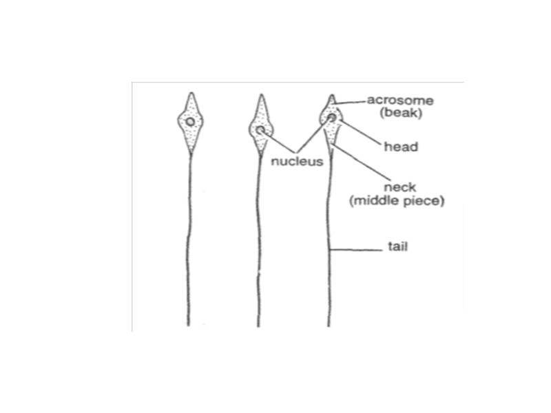 Three Types of Spermatozoa in Herdmania