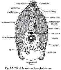 atrial cavity and metaplural fold of Branchiostoma