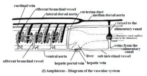 Respiratory and Reproductive System of Branchiostoma - IMALUOP