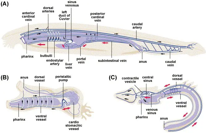 blood vascular system of Amphioxus and in Higher Animals
