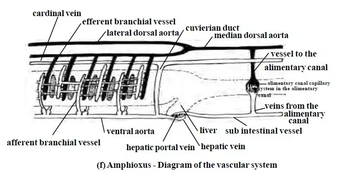 blood vascular system of Amphioxus