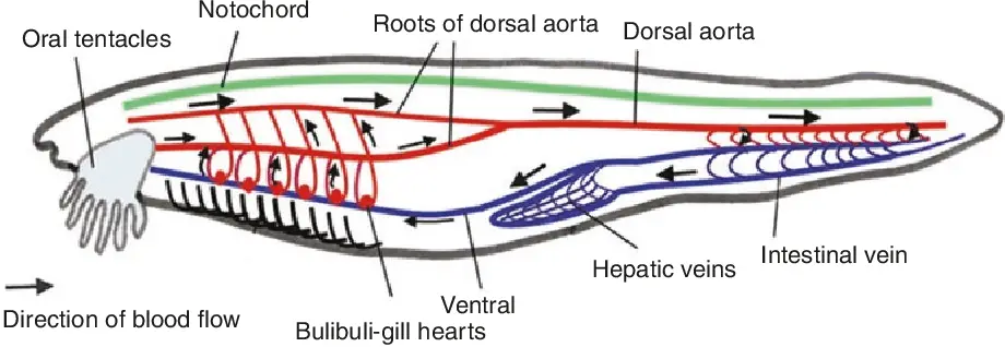 blood vascular system of Branchiostoma