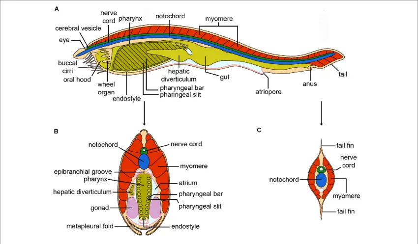 different part of Digestive System in Branchiostoma