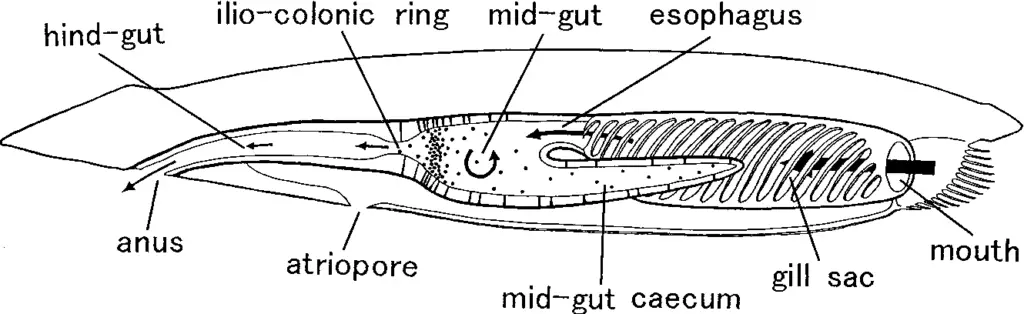 digestive system of Branchiostoma
