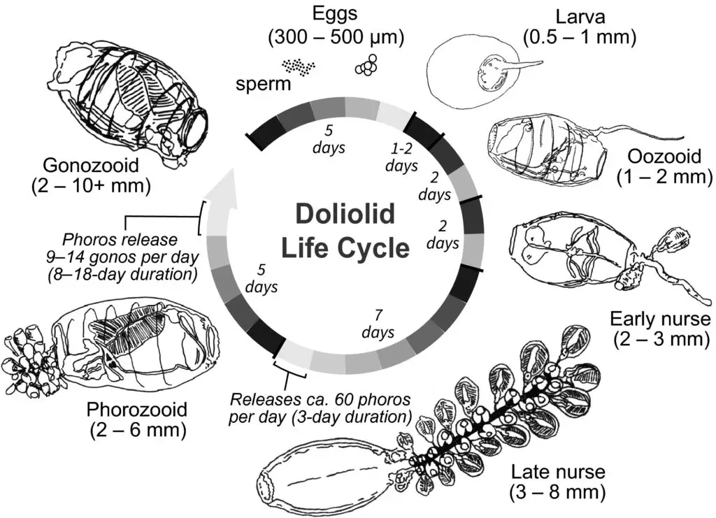 Examples of subphylum urochordata doliolum life cycle