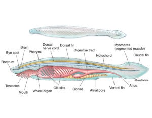 Branchiostoma: Morphology, Digestive, Reproductive, Nervous System ...