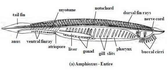 external morphology of Branchiostoma