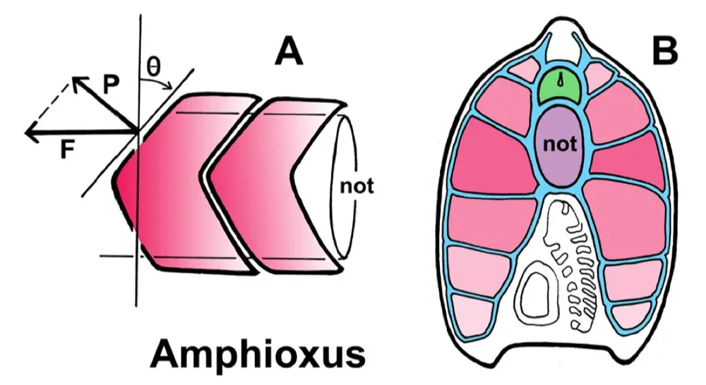 movement and locomotion in Branchiostoma