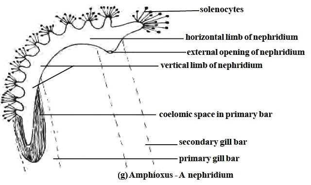 nephridium of Amphioxus