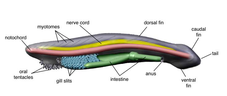 notochord of Branchiostoma. Central Nervous System of Branchiostoma