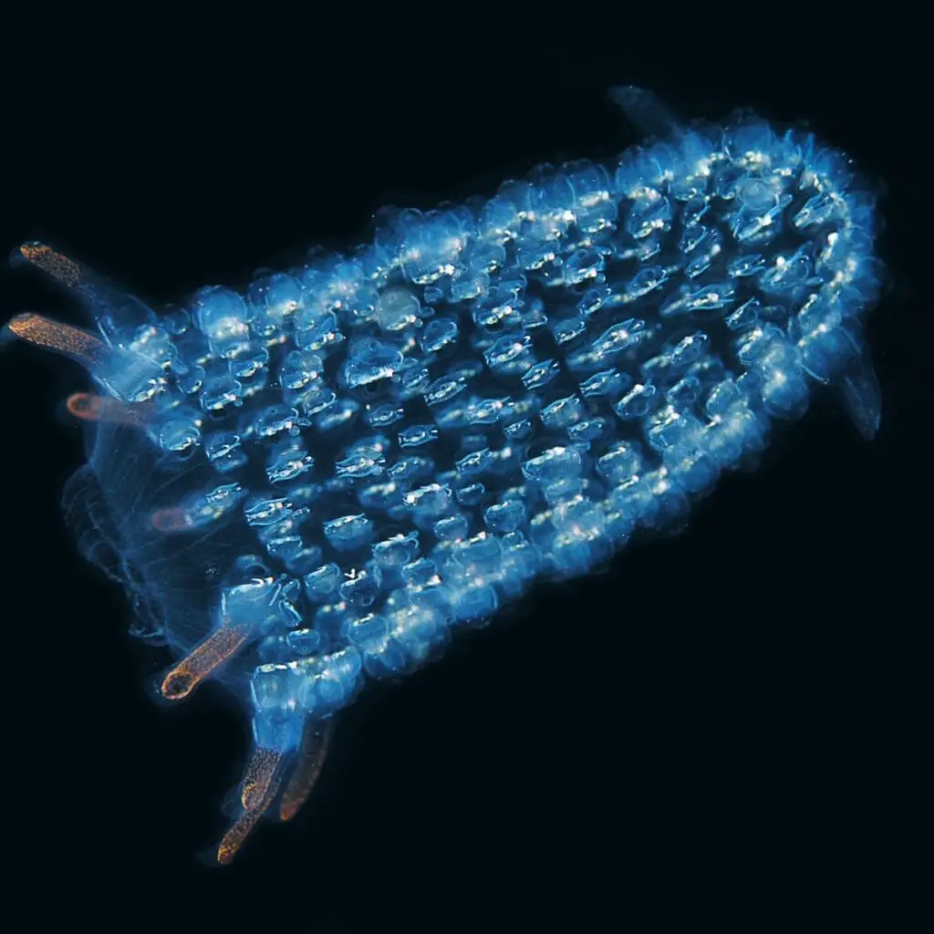 pyrosomes member of Urochordata