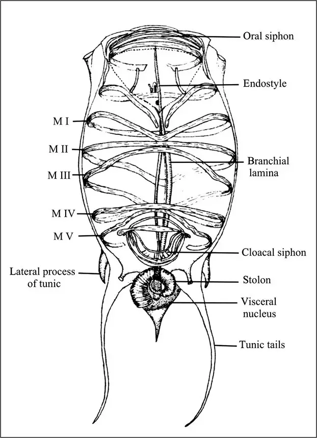 salpa internal structure