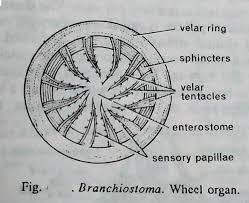 wheel organ of Branchiostoma