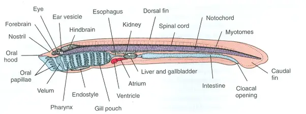 Anatomy of Petromyzon (Lamprey)