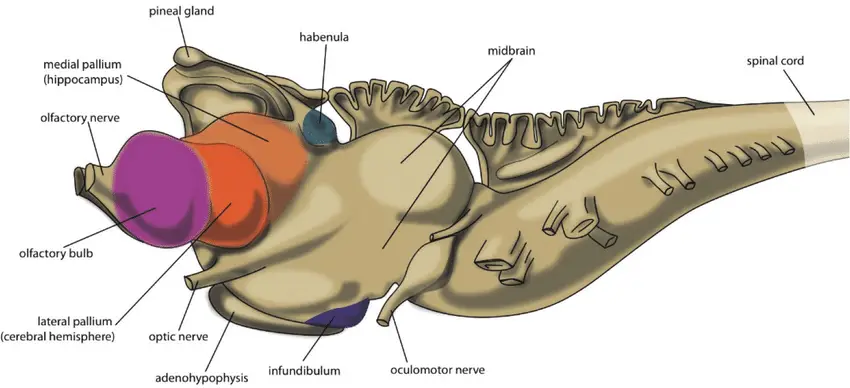 Central Nervous System of Lamprey