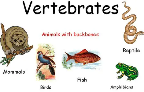 Characteristics Features of Subphylum Vertebrata