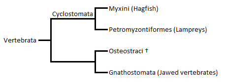 Classification of Cyclostomata