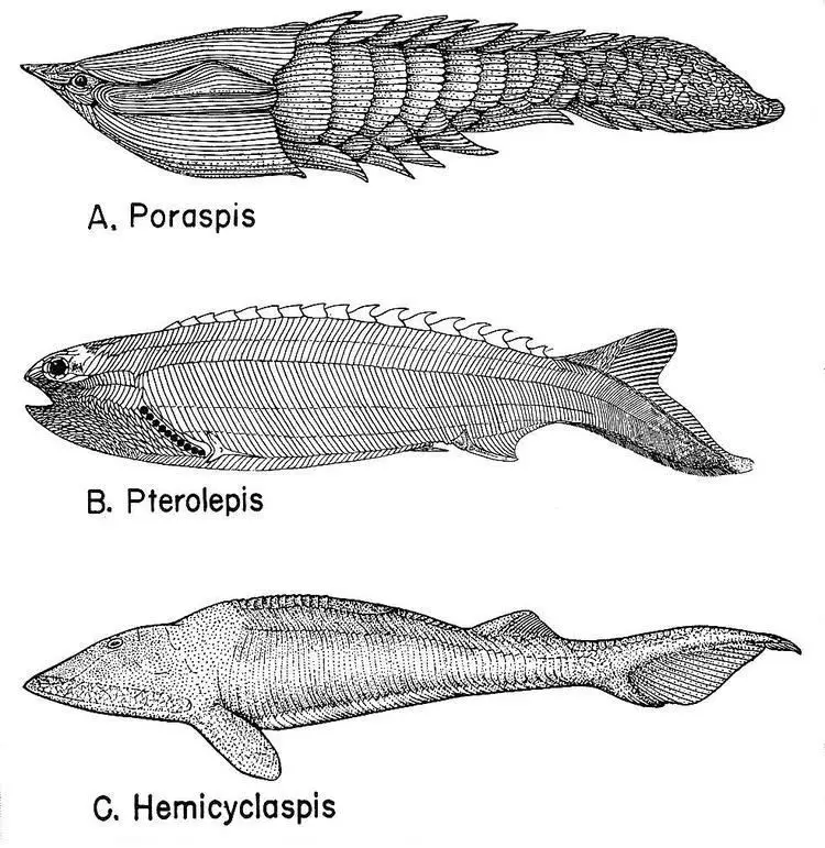 Ostracodermi and its important Feature 