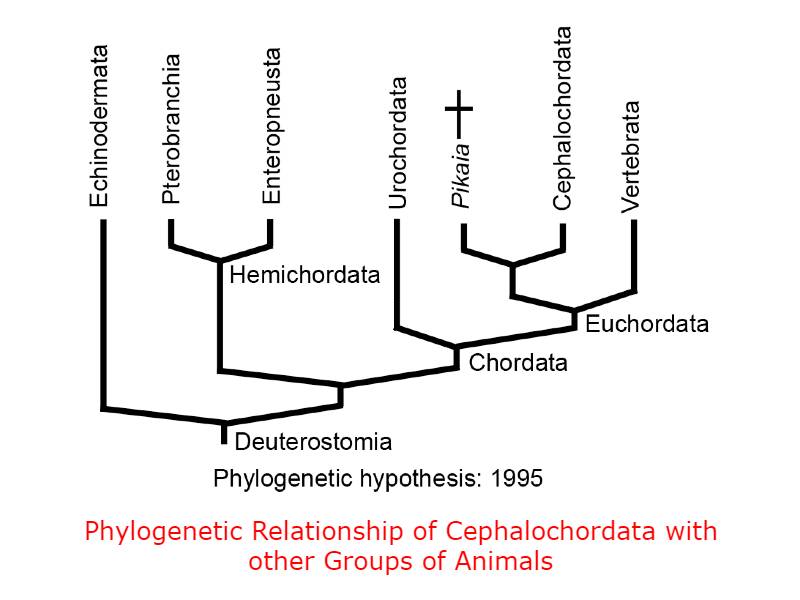 Systematic Position of Cephaochordata. Phylogenetic Relationship