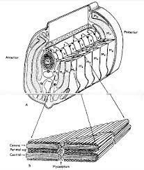 muscular system in Lamprey (Petromyzon)