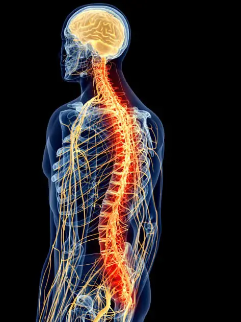 nervous System in Vertibrata