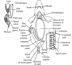 Alimentary Canal of Scoliodon - IMALUOP