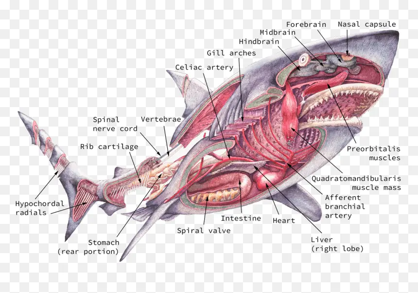 Anatomy of Scoliodon