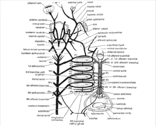 Arterial System in Scoliodon